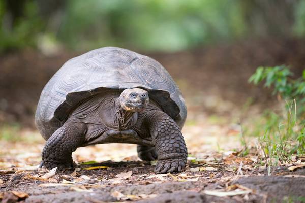 Alligator park searching for stolen tortoises