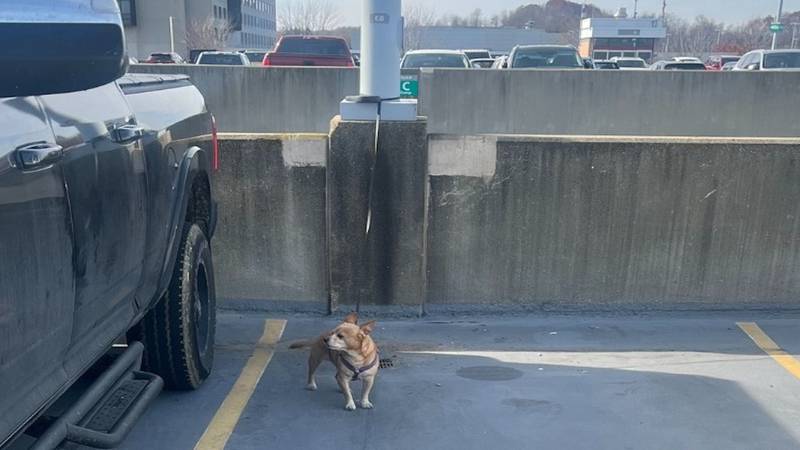 Mikey was left in the short-term parking lot at Pittsburgh International Airport.