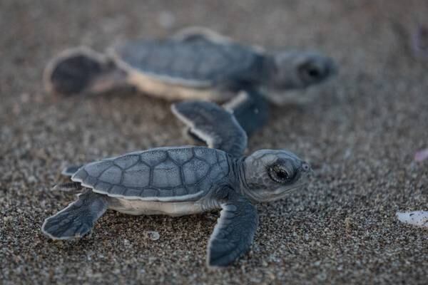 Watch: Lost baby sea turtles rescued by Florida sheriff’s deputy
