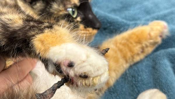Cat treated by rescue officials after screw found in paw 