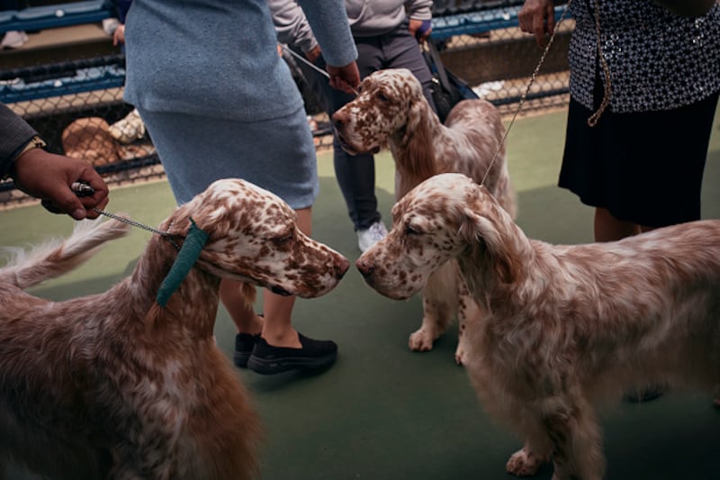 Westminster Kennel Club