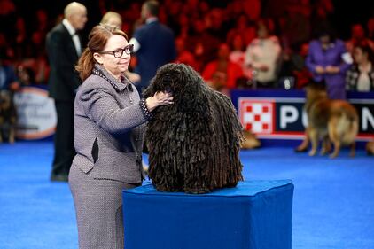 National Dog Show