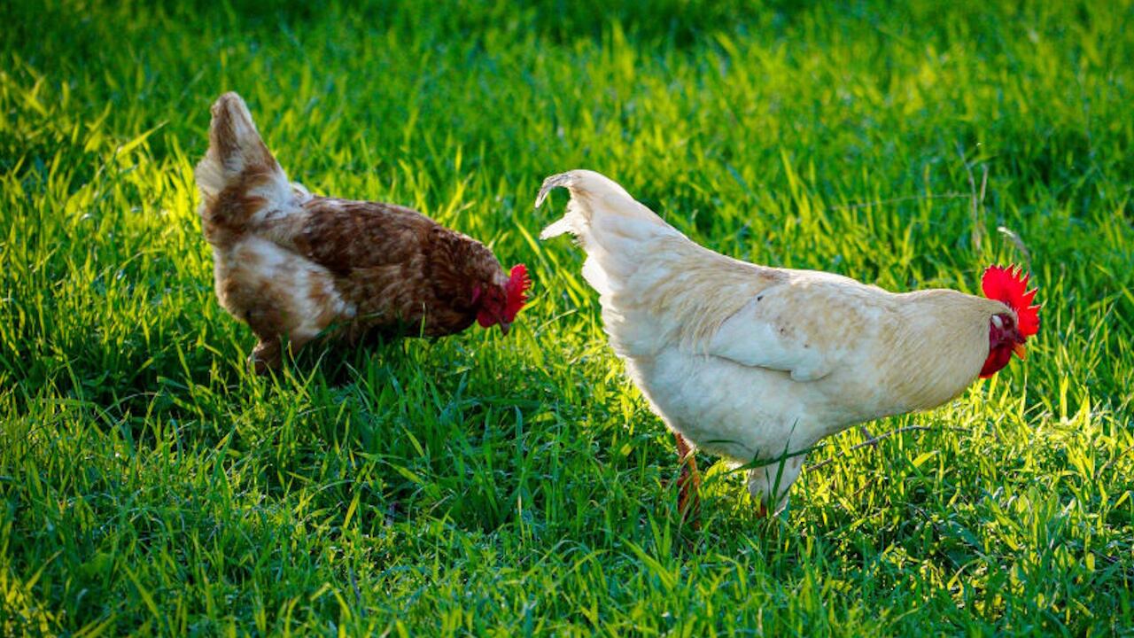 The closure includes the five boroughs of New York City and Westchester, Nassau and Suffolk counties.